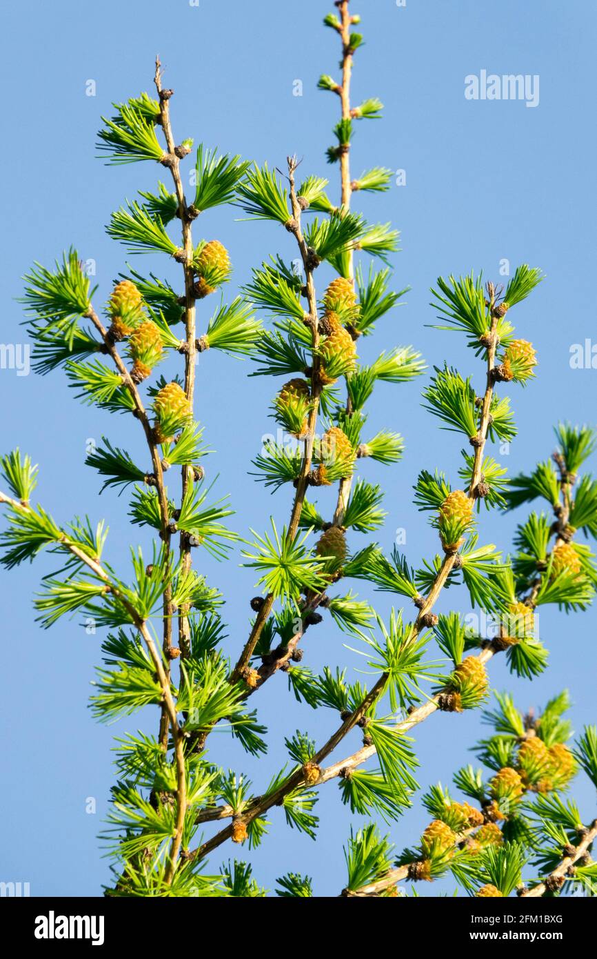 Larix decidua Spring cones and needles European larch Stock Photo