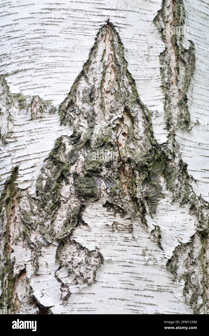 Silver birch bark Betula pendula Stock Photo