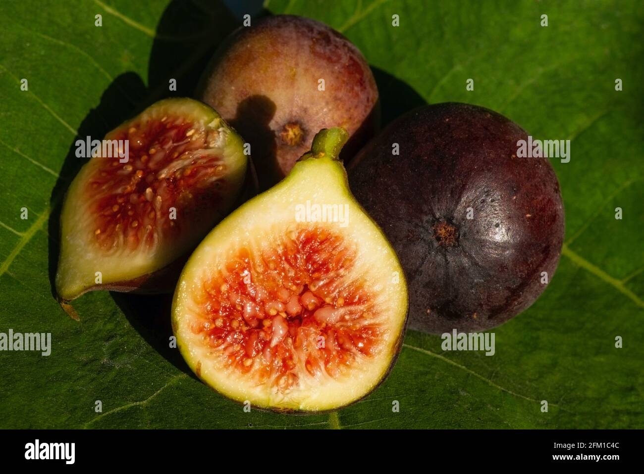 Close up of fresh ripe Tin fruits, Fig fruits, in shallow focus. The