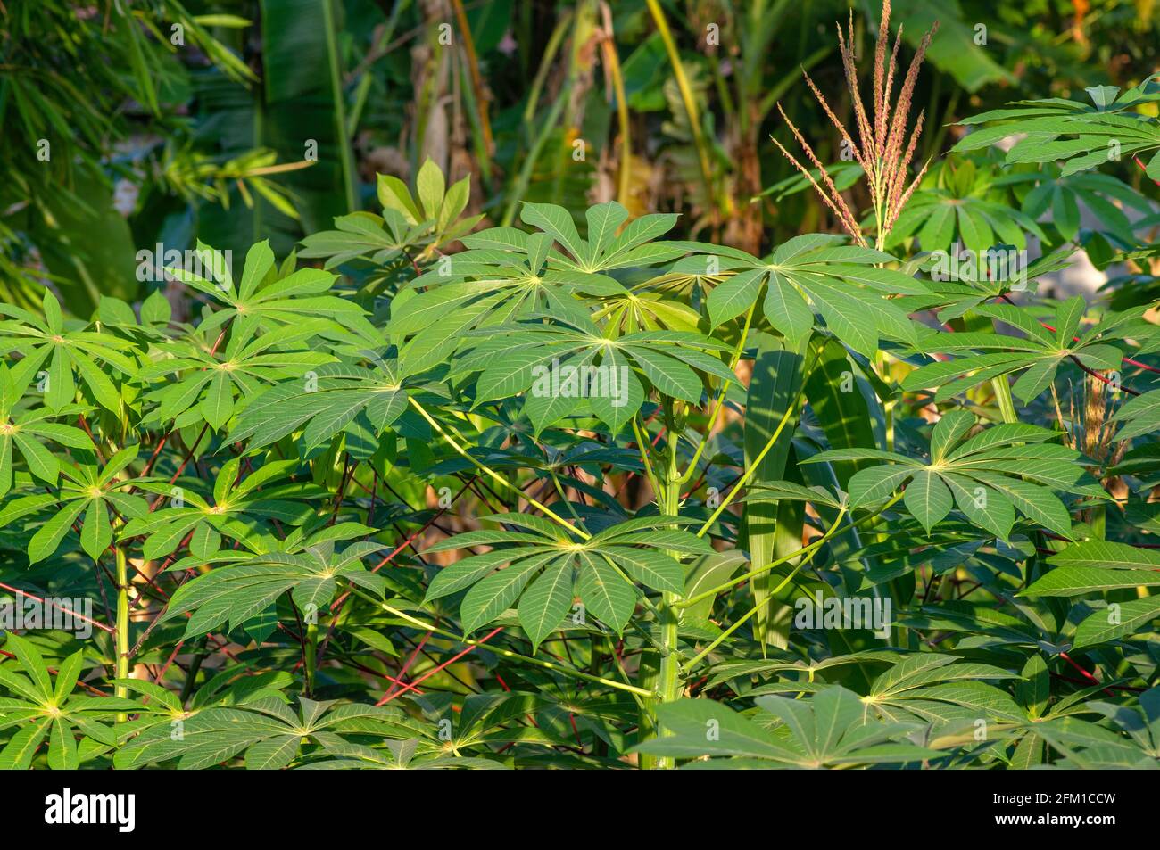 Green cassava leaves (Manihot esculenta), commonly called cassava manioc, or yuca, in shallow focus. It can be used for vegetables. Stock Photo