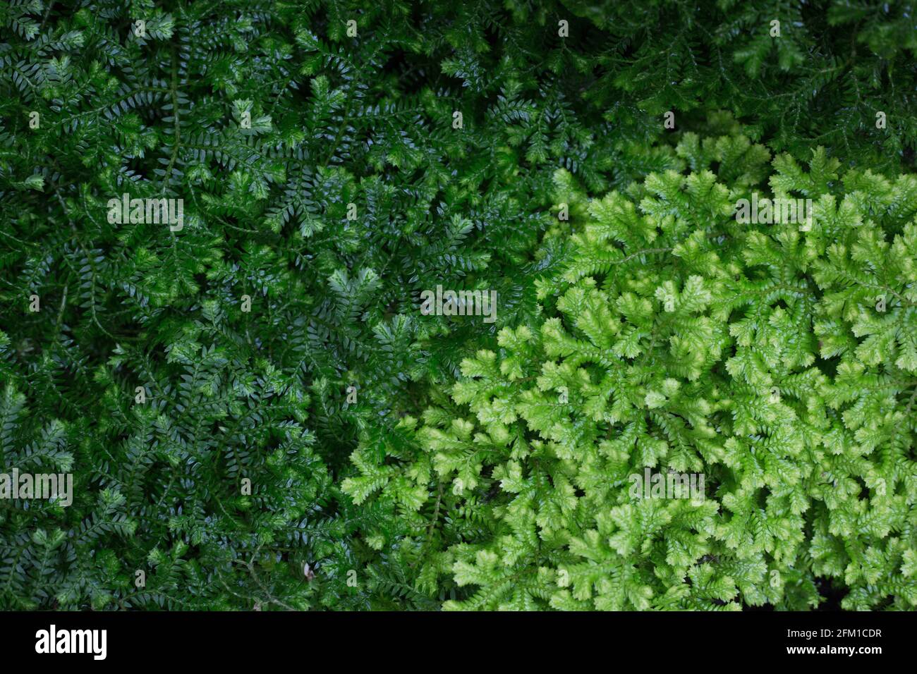 Golden Club Moss (Selaginella kraussiana 'Aurea' Stock Photo Alamy
