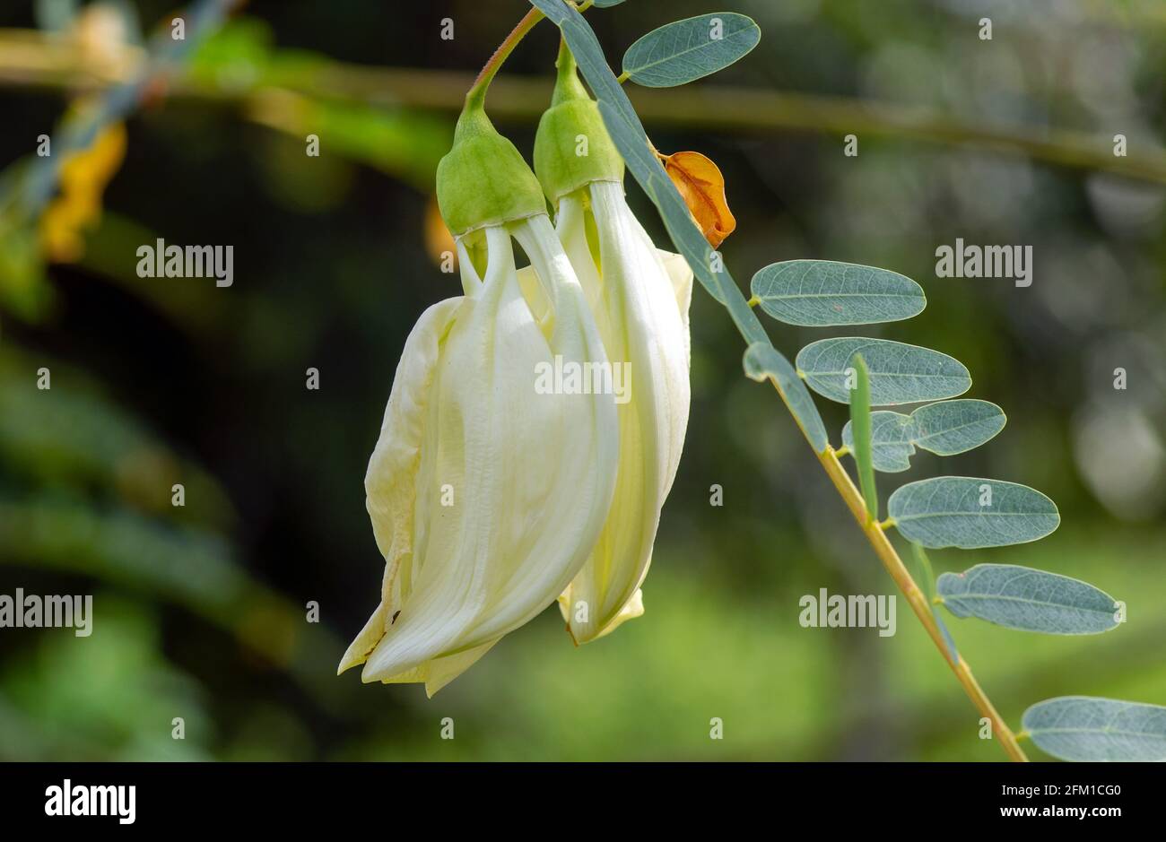 Sesbania grandiflora flower, a famous agroforestry plant for food, green manure, fodder, forage, selected focus. Commonly known as August flower, whit Stock Photo