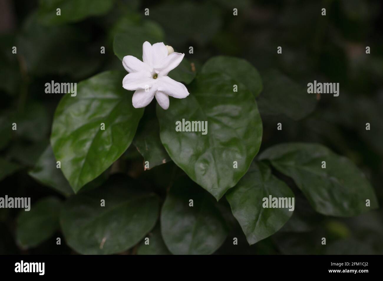 Jasminum sambac Arabian jasmine flower Stock Photo Alamy