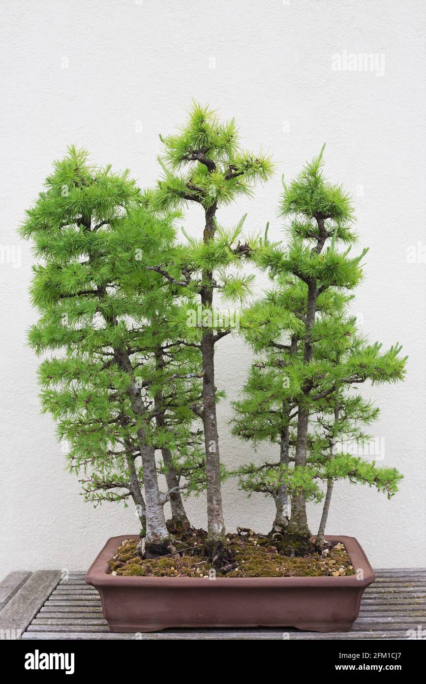 Tamarack bonsai tree. Stock Photo