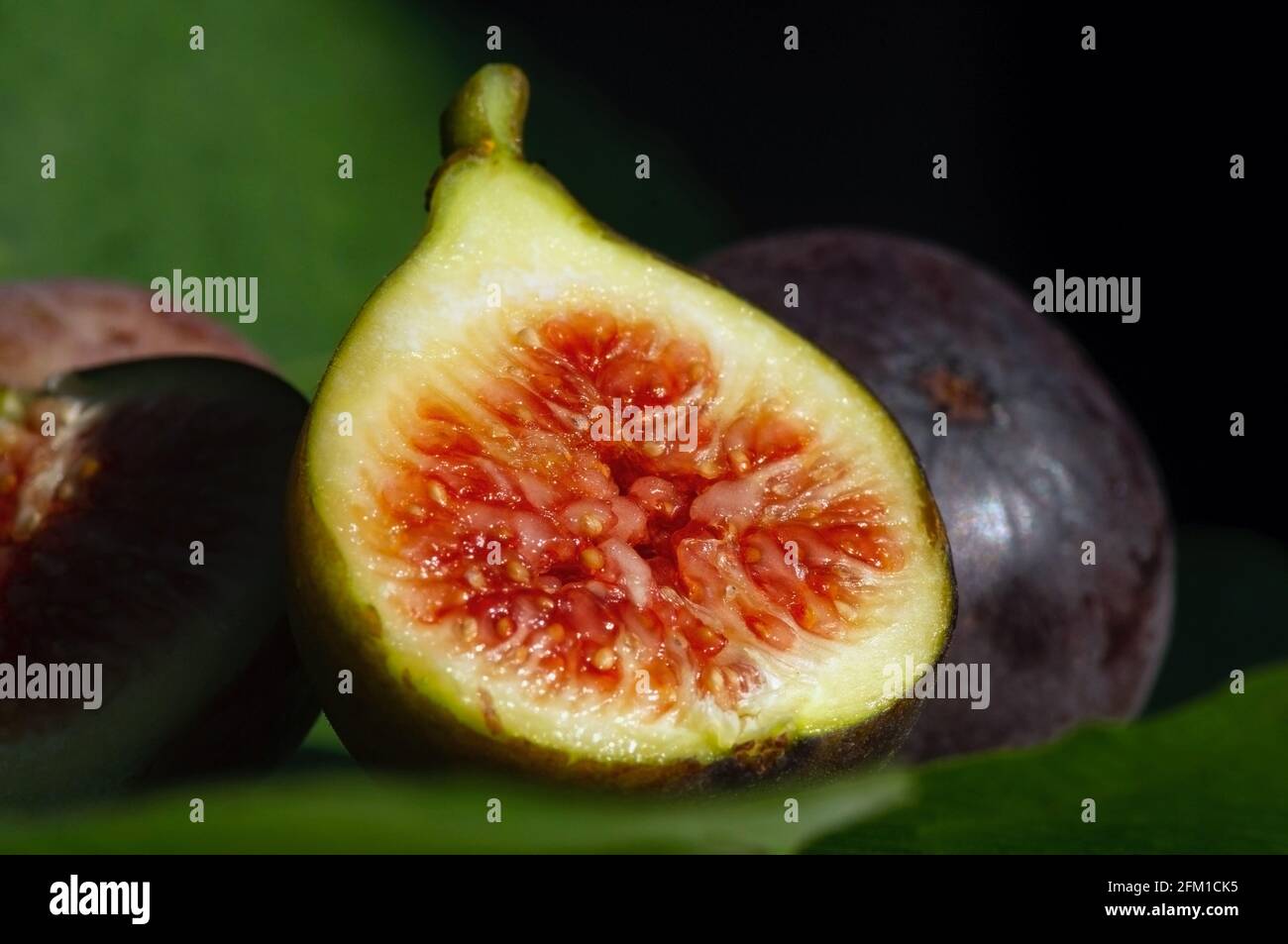 Close up of fresh ripe Tin fruits, Fig fruits, in shallow focus. The Scientific name of this fruits is Ficus carica, a species of flowering plant in t Stock Photo