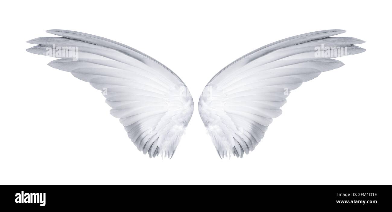 Wings of birds isolated on white background Stock Photo - Alamy