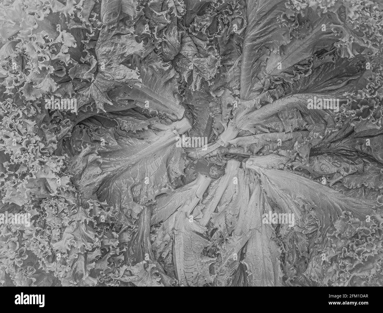 Lettuce leaves in a circle Black and White Stock Photos & Images Alamy