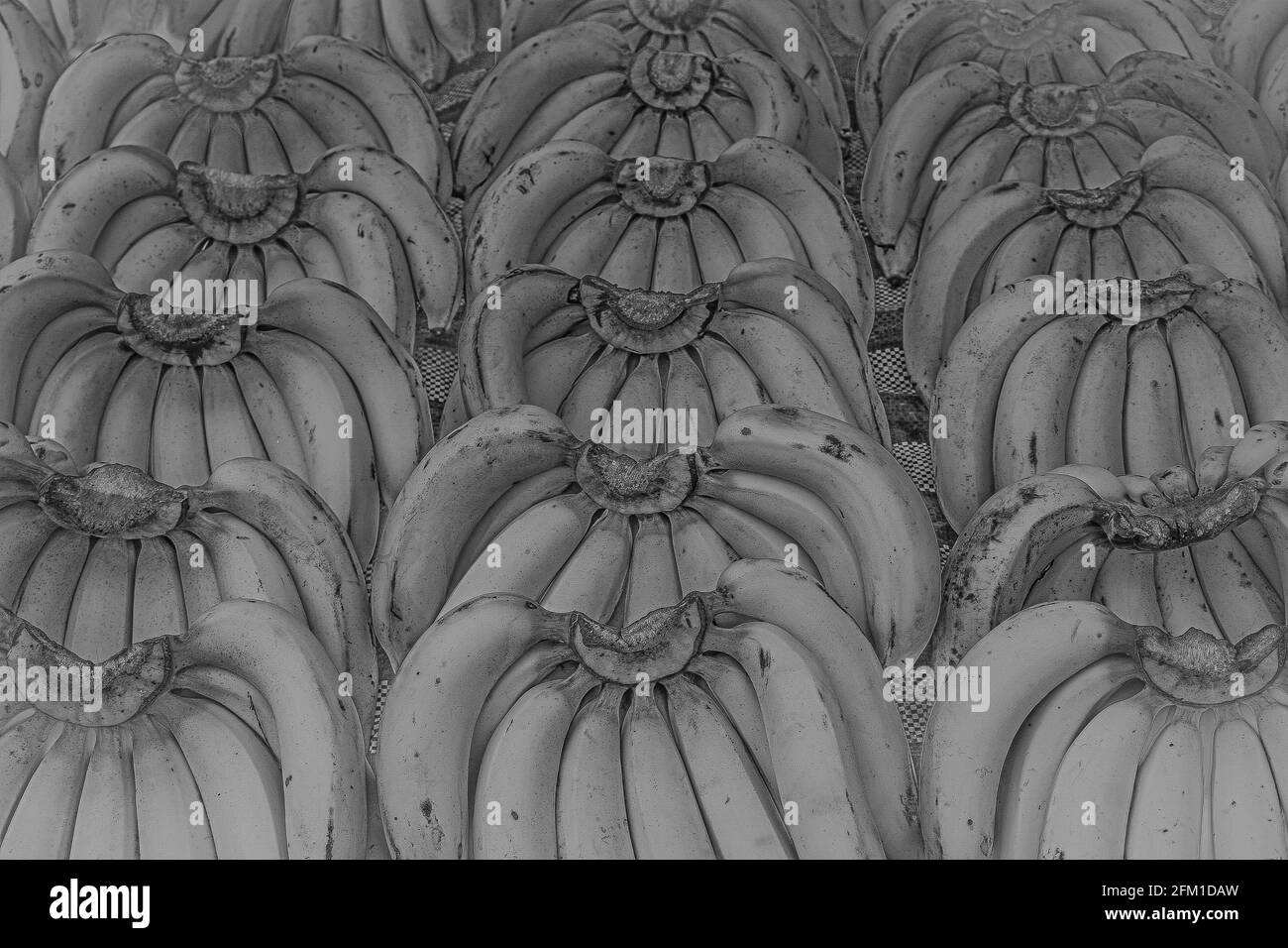 Banana bunches in symmetric order and in monochrome grey. Stock Photo