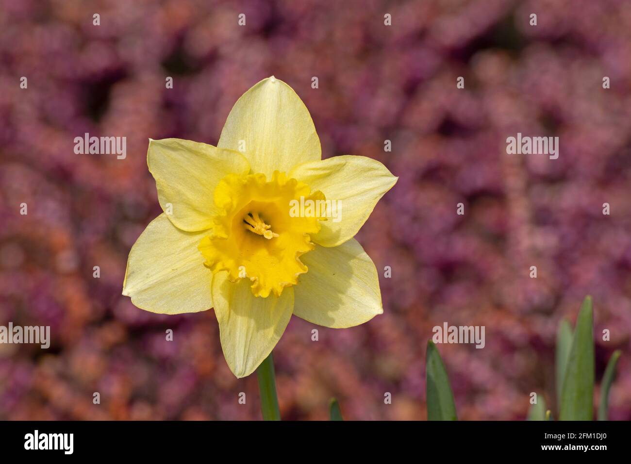 daffodil (Narcissus pseudonarcissus), Gelting, Gelting Bay, Schleswig-Holstein, Germany Stock Photo