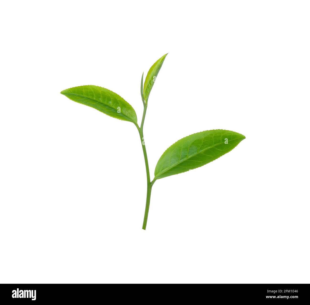 green tea leaf isolated on white background Stock Photo - Alamy