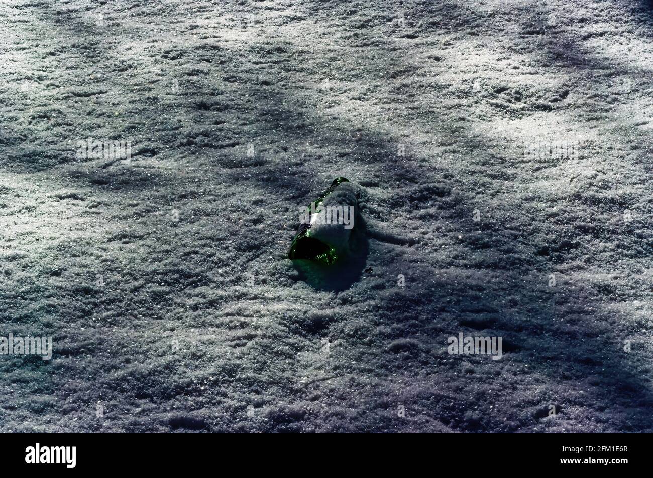 glass bottle lying in the snow, garbage Stock Photo