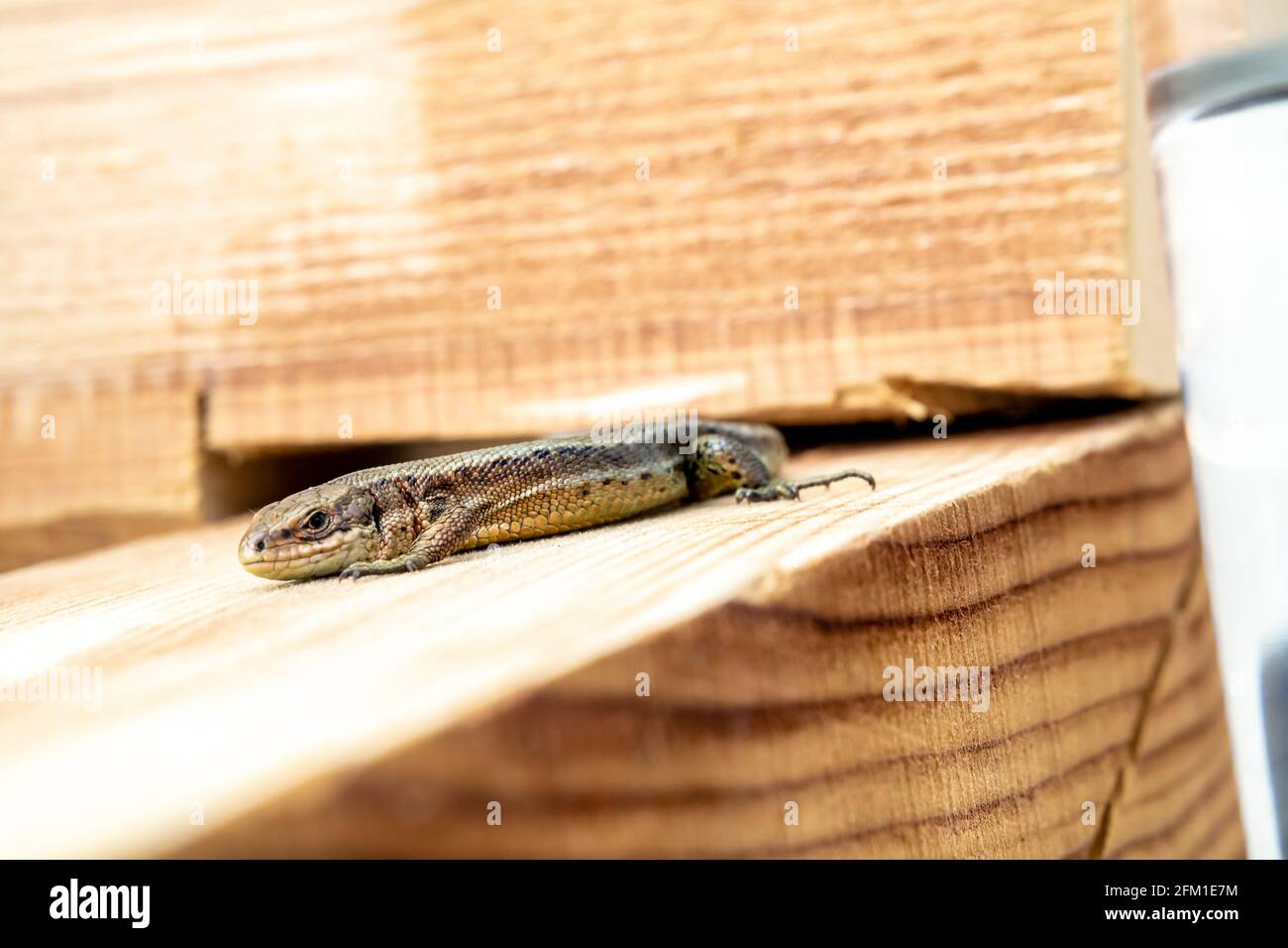 European lizard in sunlight sitting on a bench in Ireland. Stock Photo