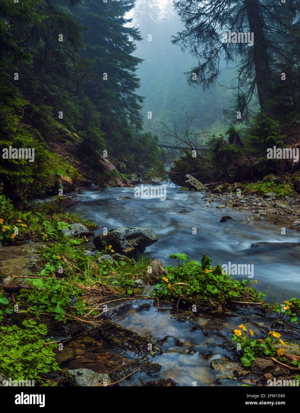 Fast flow breakers among wild forest at sunrise under the top of Hoverla, stormy clean water feeds the river Prut on the background of wild mountain s Stock Photo