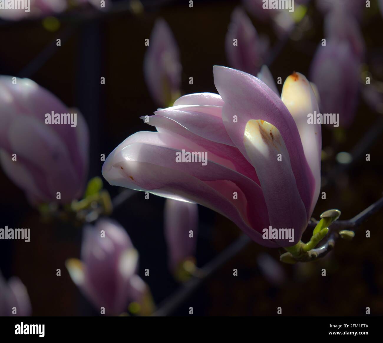 Beautiful pink Magnolia soulangeana flowers on a tree. In the spring ...
