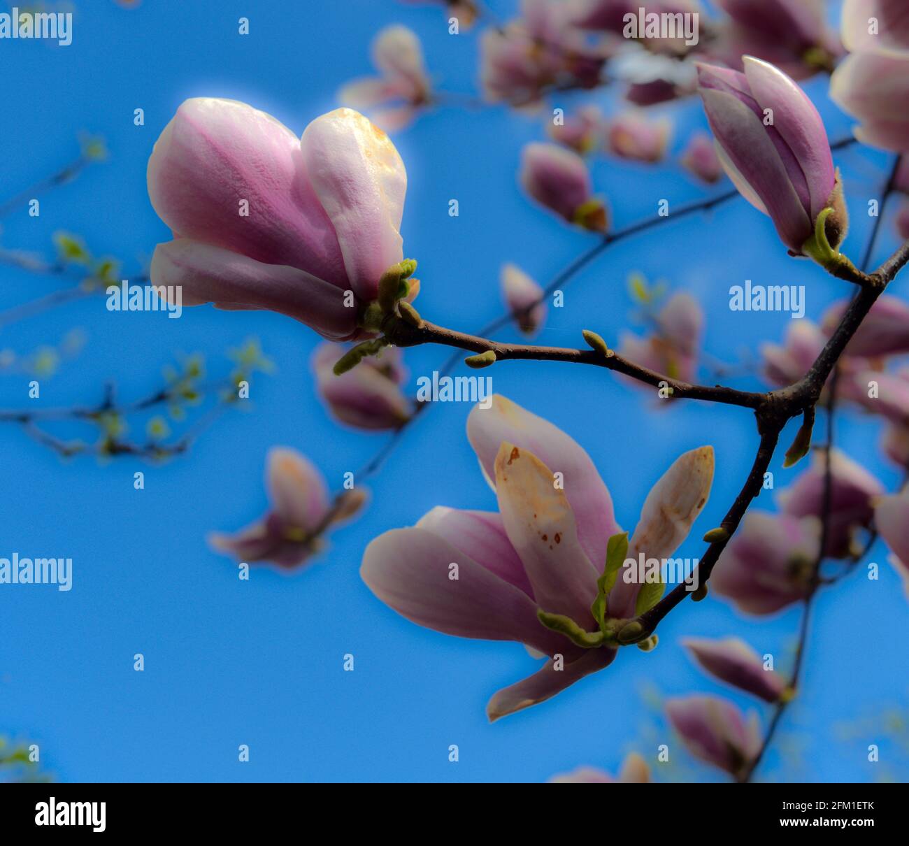 Beautiful pink Magnolia soulangeana flowers on a tree. In the spring ...