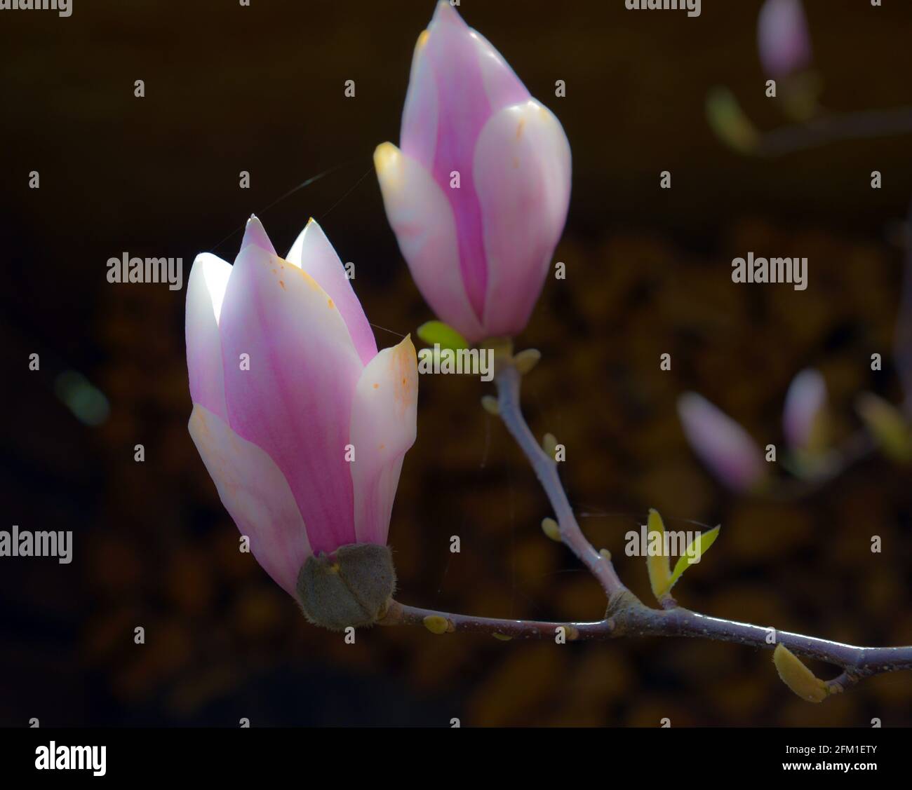 Beautiful pink Magnolia soulangeana flowers on a tree. In the spring ...
