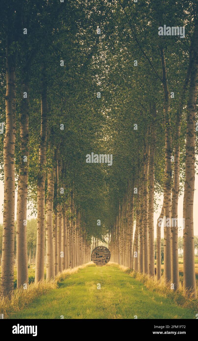 With Tree Inbeded wooden Sculpture set in trees Stock Photo - Alamy