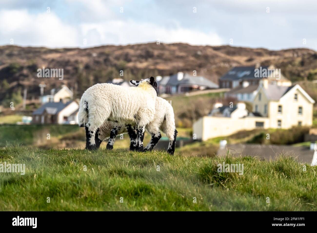 Cute blackface sheep lambs in a field in County Donegal Ireland Stock