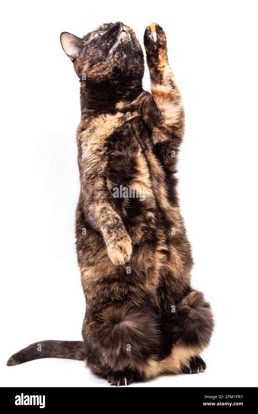A mottled tortoiseshell cat sits comically on its hind legs and raises
