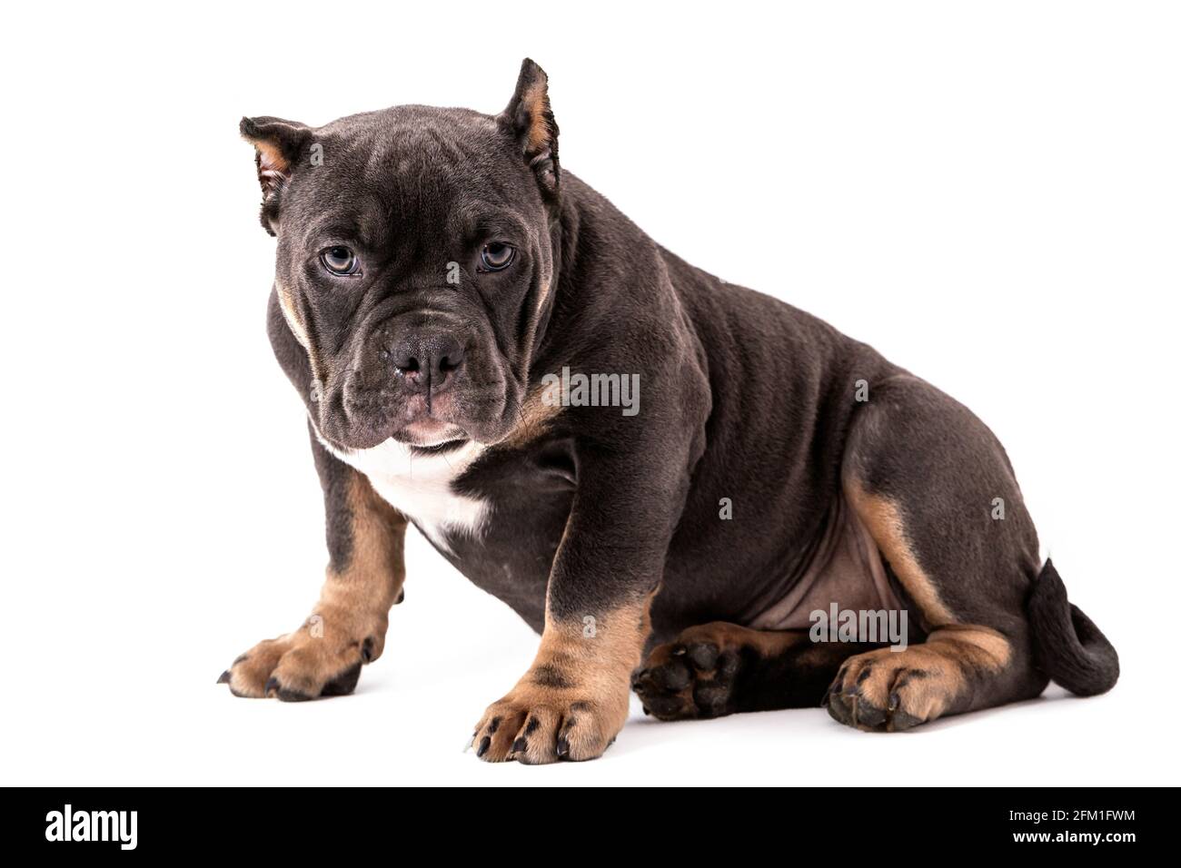 Tan american on sale bully
