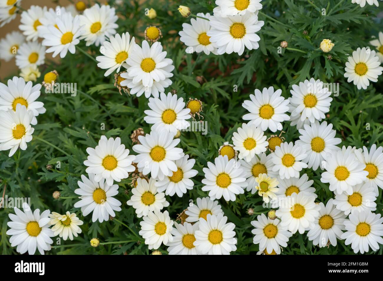 Fresh daisies flowers, bellis perennis, white marguerites with yellow centers at field background, texture, top view. Wild perennial herbaceous plant, Stock Photo