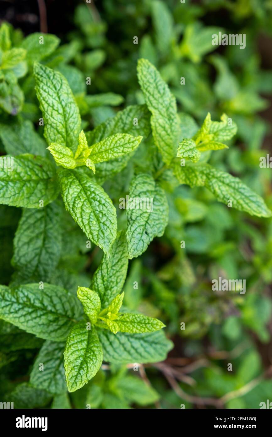 Fresh mint plant, spearmint field background. Springtime herb flora concept. Aromatic herbaceous, green leaves, healthy, medicine, food. Stock Photo