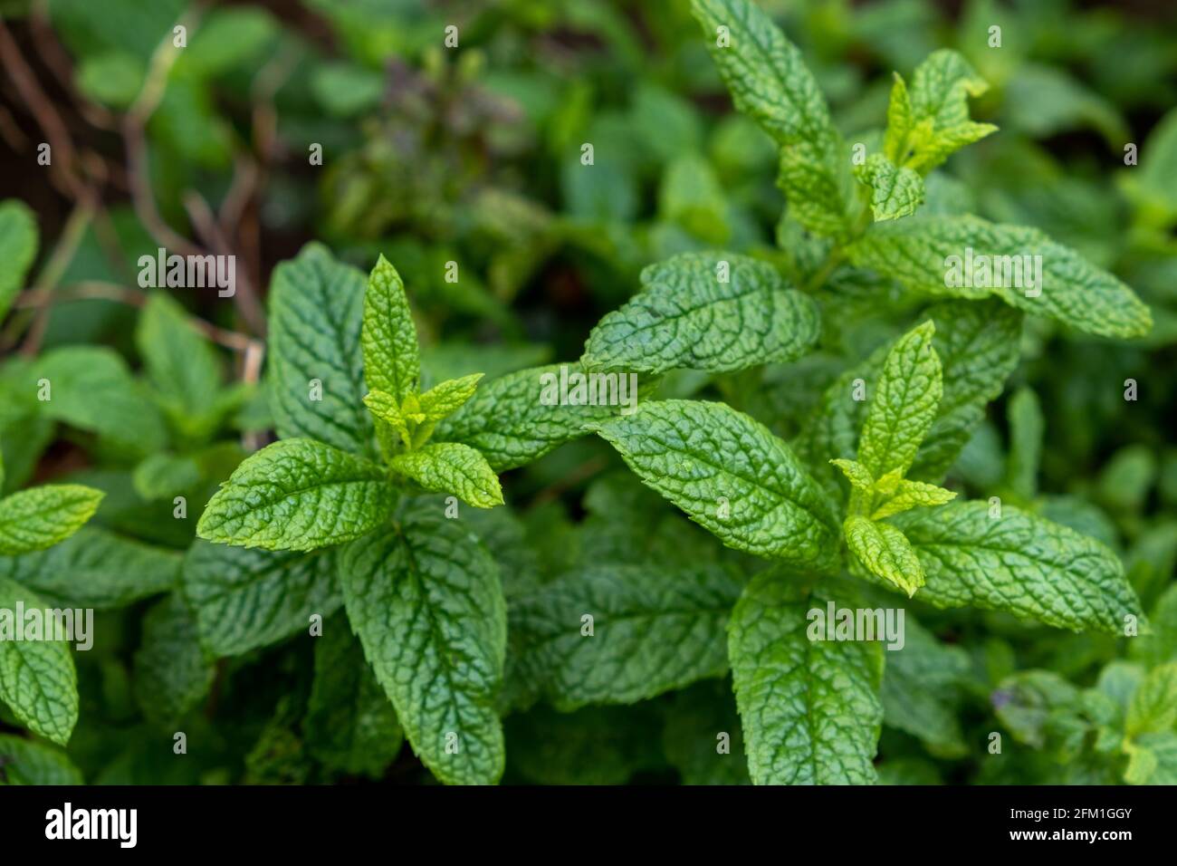 Springtime herb flora concept. Fresh mint plant, spearmint, mentha, menthol at field background, texture, close up. Aromatic herbaceous, green leaves, Stock Photo