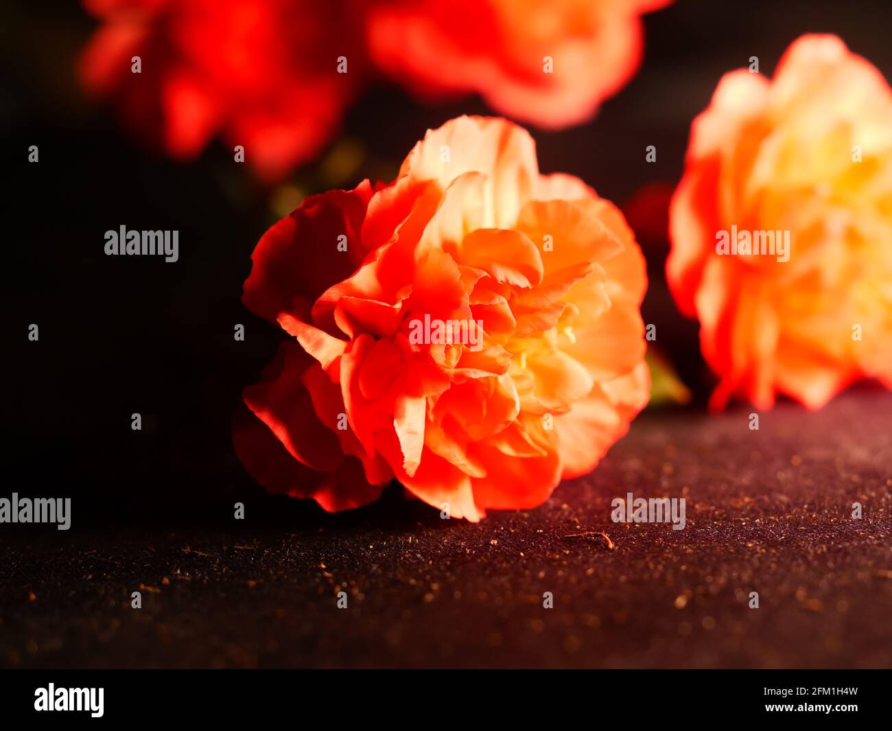 Horizontal closeup shot of roseform orange begonias with beautiful soft petals Stock Photo