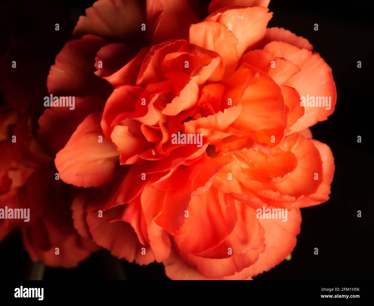 Horizontal closeup shot of a roseform orange begonias with beautiful soft petals Stock Photo