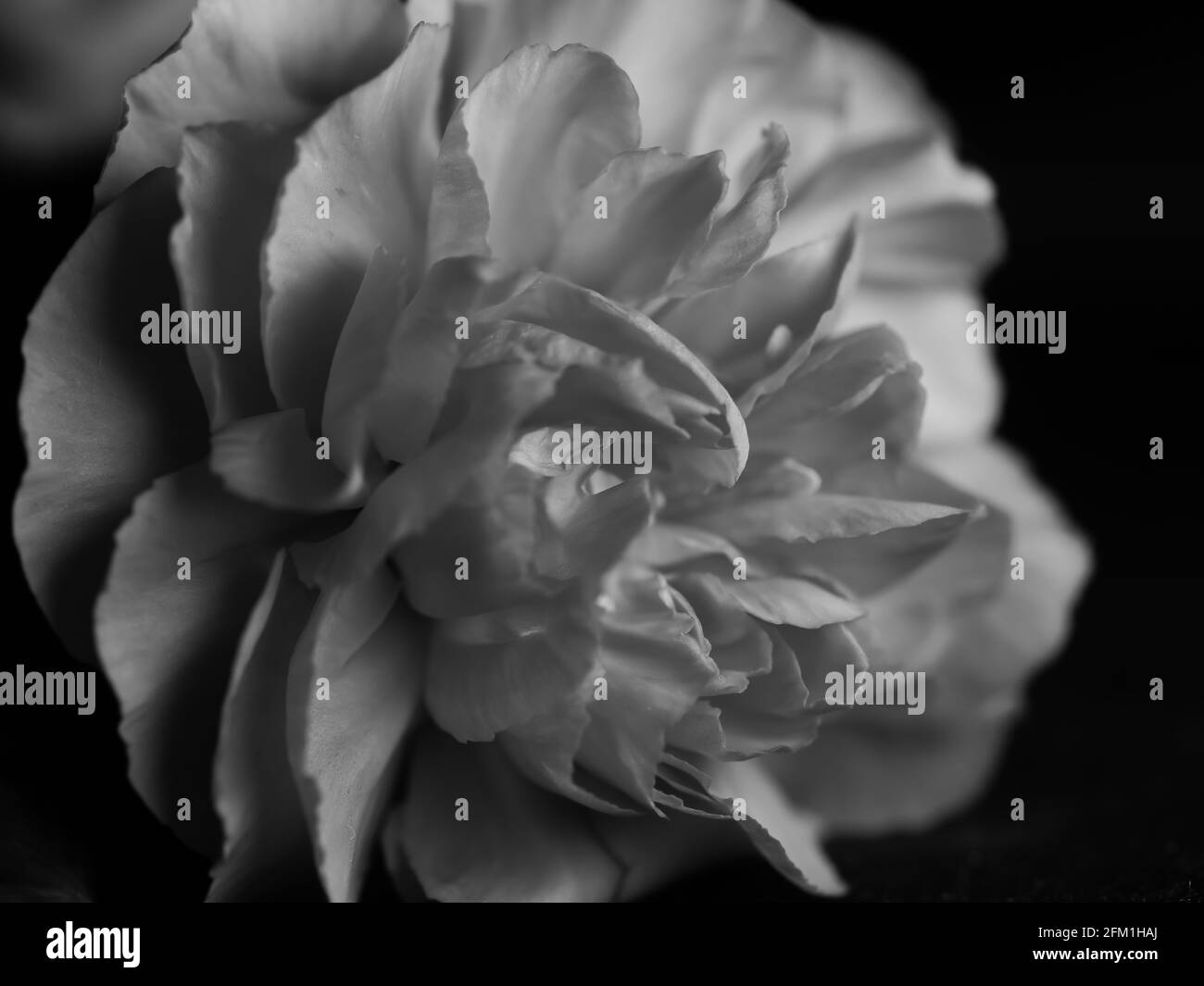 Monochrome closeup shot of roseform begonias with beautiful soft petals against a dark background Stock Photo