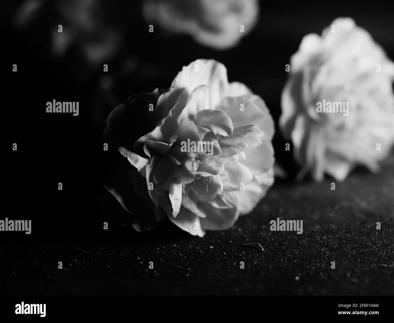 Monochrome closeup shot of roseform begonias with beautiful soft petals against a dark background Stock Photo