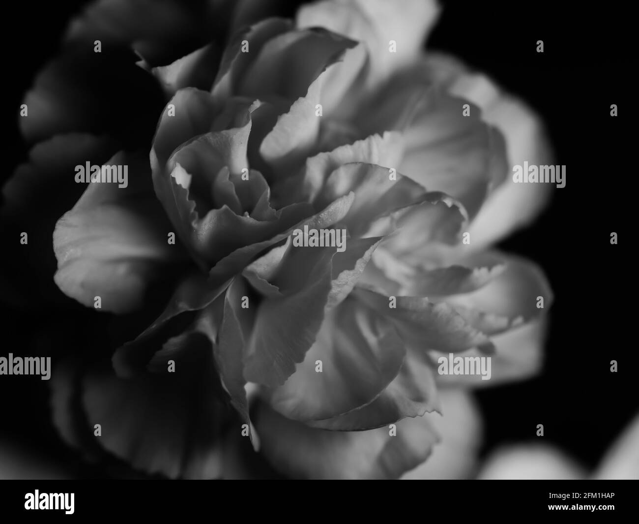 Monochrome closeup shot of roseform begonias with beautiful soft petals against a dark background Stock Photo