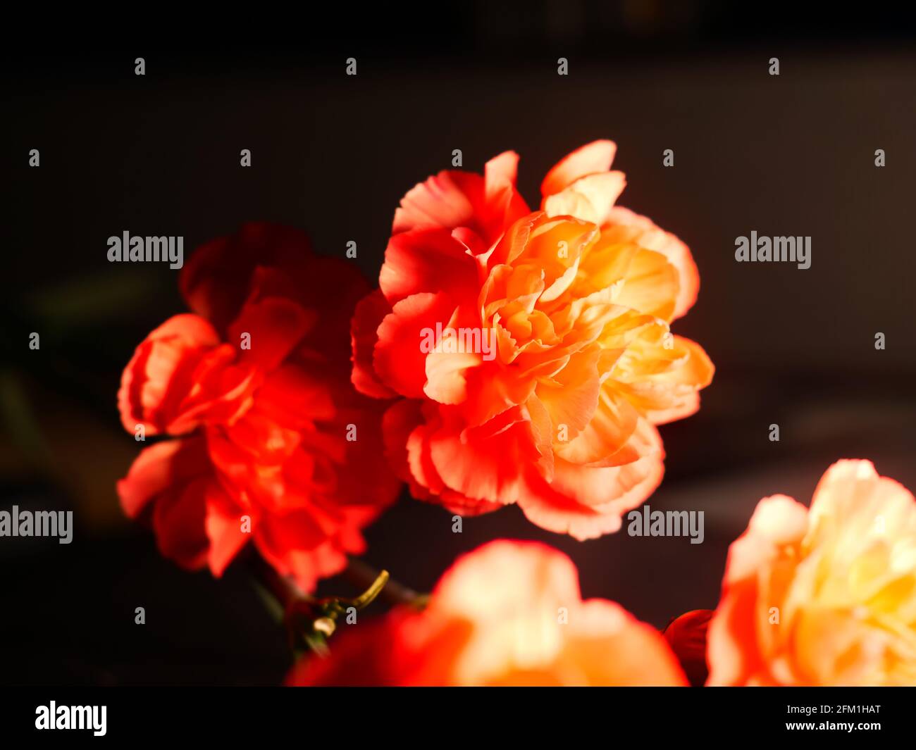 Horizontal closeup shot of roseform orange begonias with beautiful soft petals Stock Photo