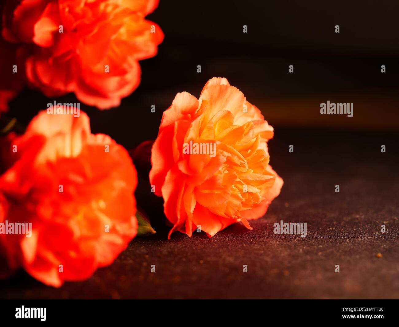Horizontal closeup shot of roseform orange begonias with beautiful soft petals Stock Photo
