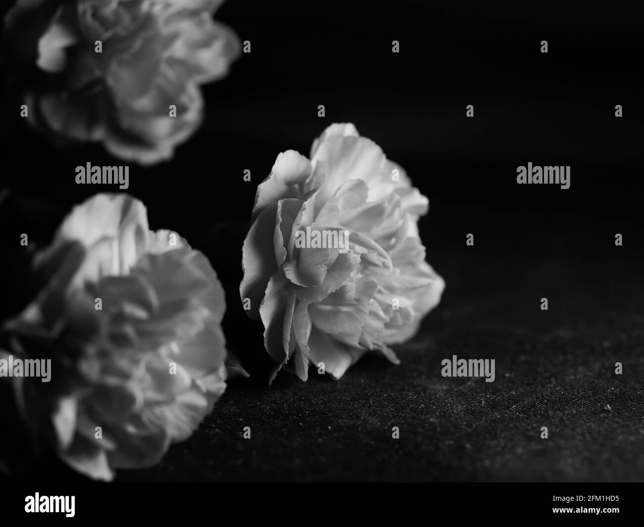 Monochrome closeup shot of roseform begonias with beautiful soft petals against a dark background Stock Photo