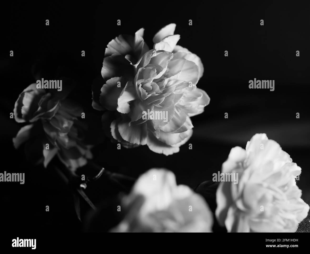 Monochrome closeup shot of roseform begonias with beautiful soft petals against a dark background Stock Photo