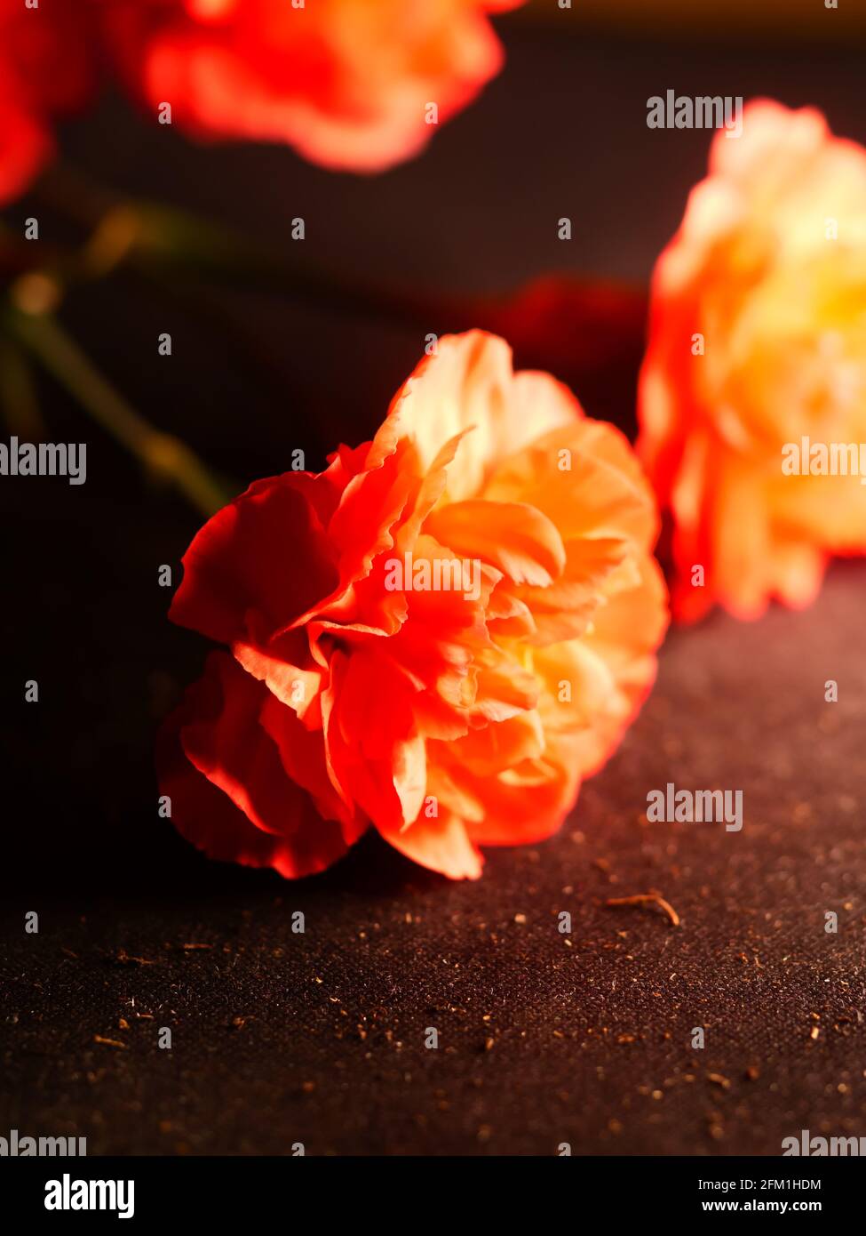 Vertical closeup shot of roseform orange begonias with beautiful soft petals Stock Photo