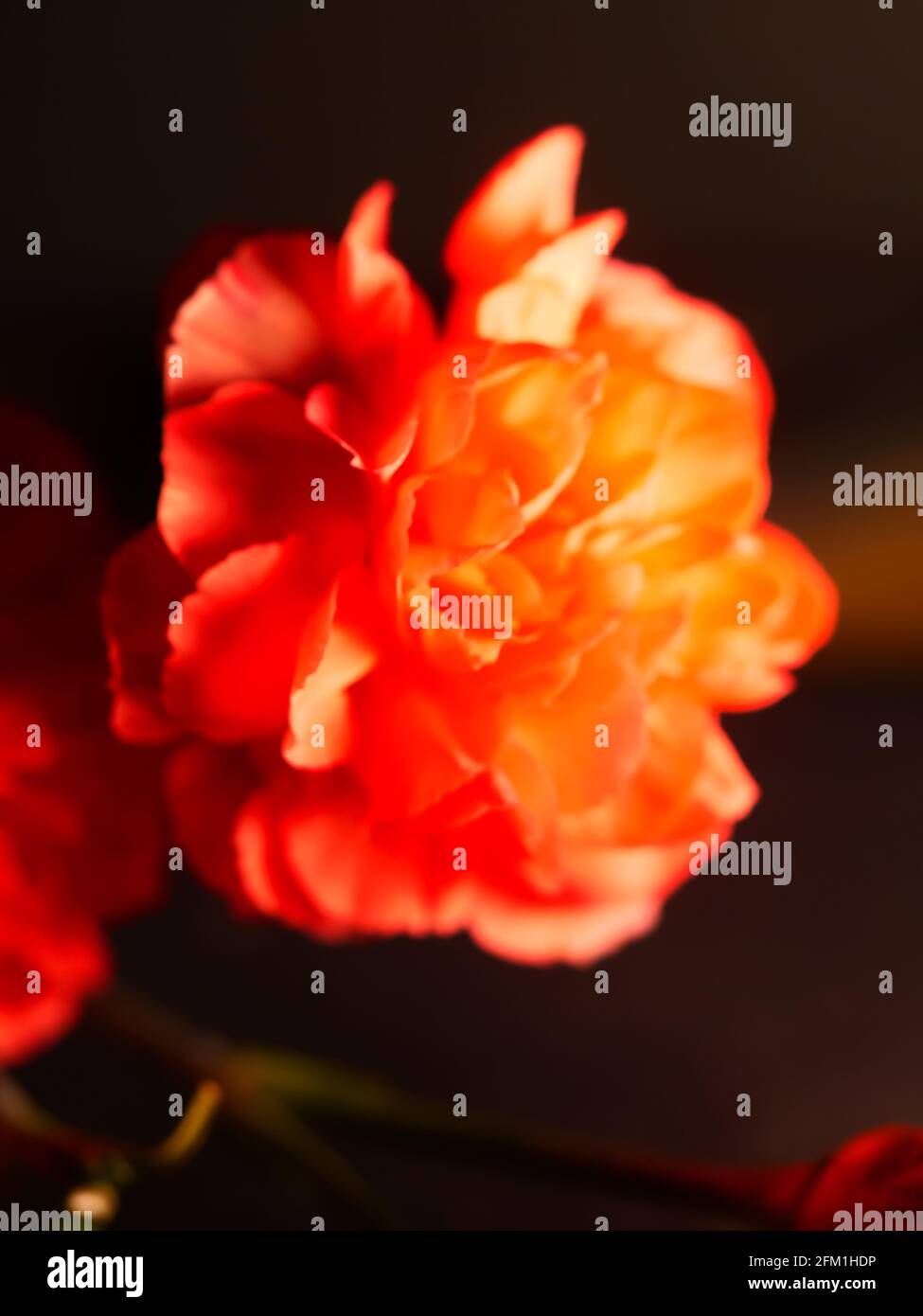 Vertical closeup shot of a roseform orange begonia with beautiful soft petals Stock Photo
