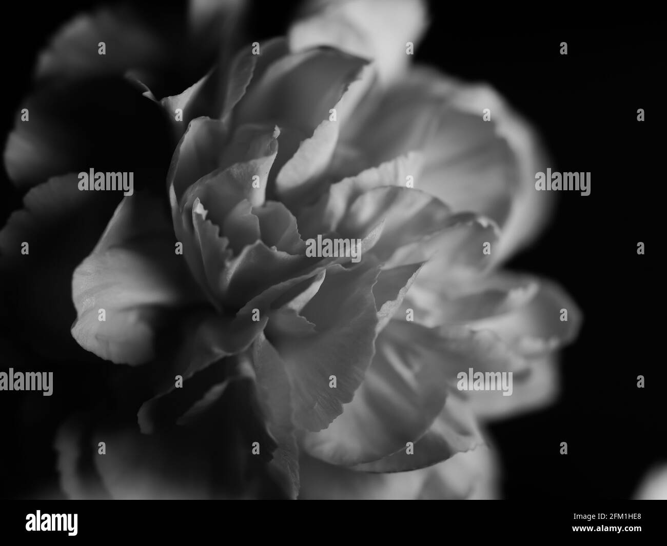 Monochrome closeup shot of roseform begonias with beautiful soft petals against a dark background Stock Photo