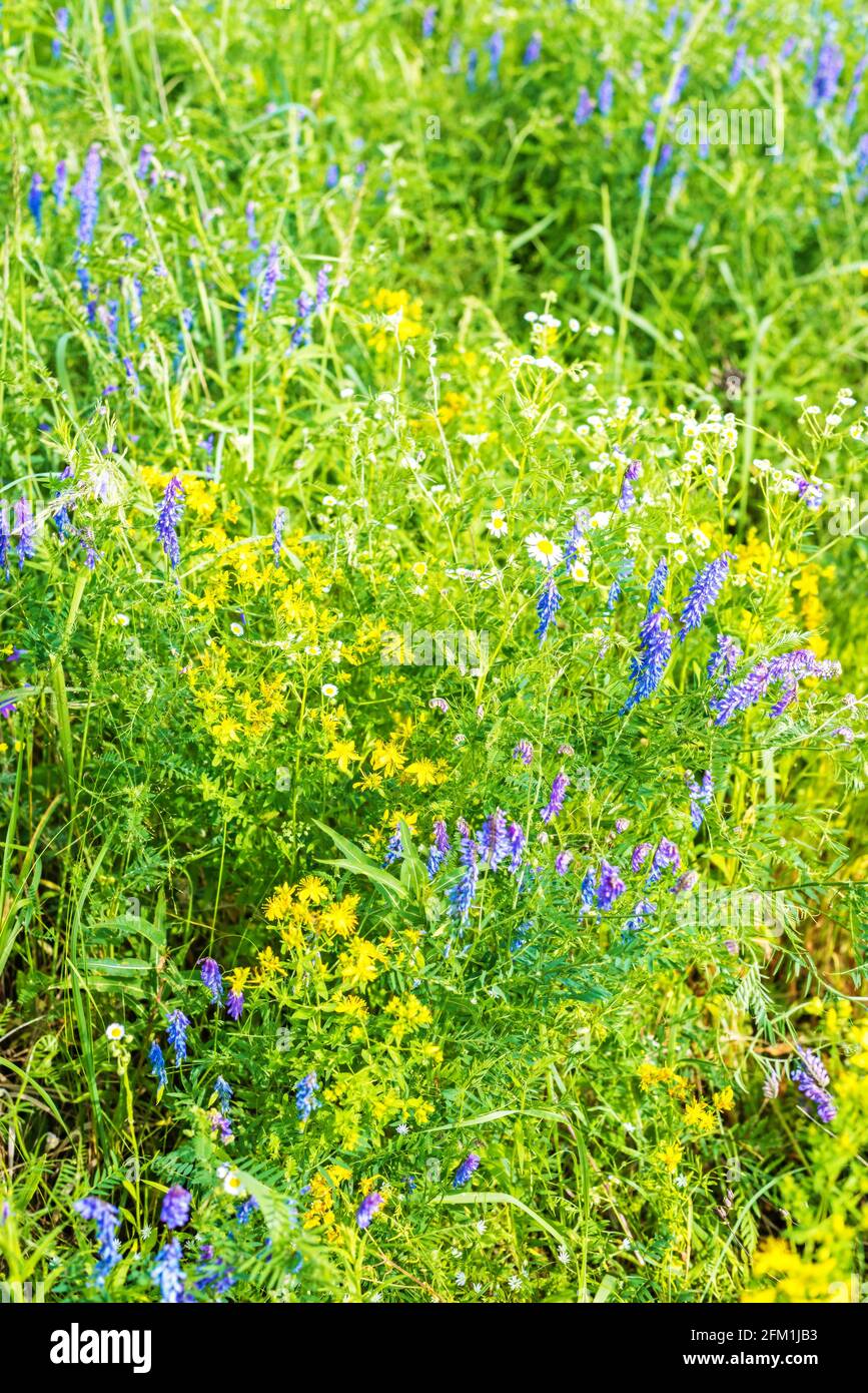 Forbs in a wild meadow on a sunny summer day. Stock Photo