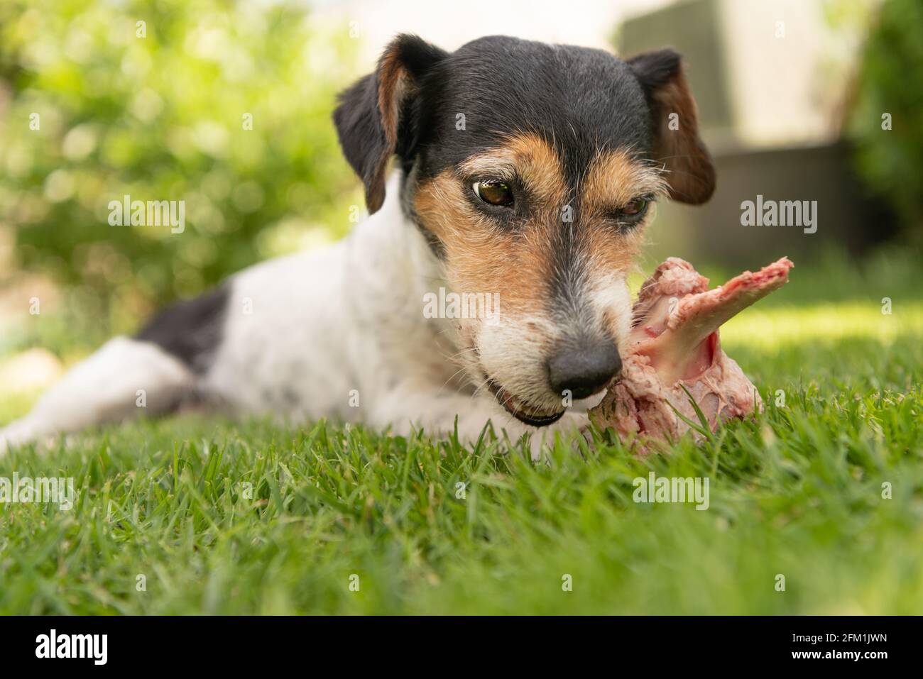 small cute Jack Russell Terrier dog eats a bone with meat and chews