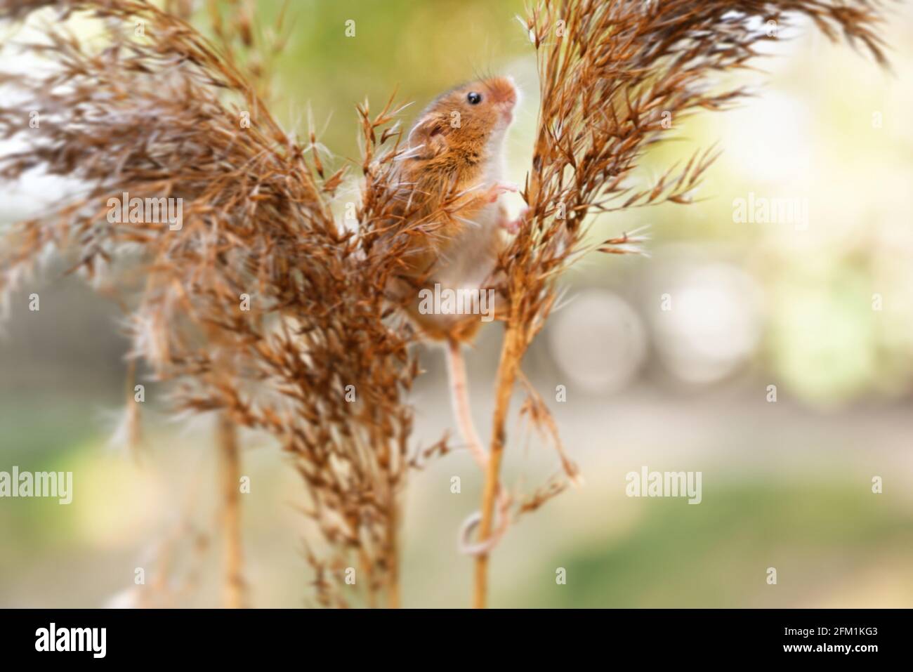 SURREY, UK: The harvest mouse balanced between reeds using its prehensile tail. A BRITISH ...