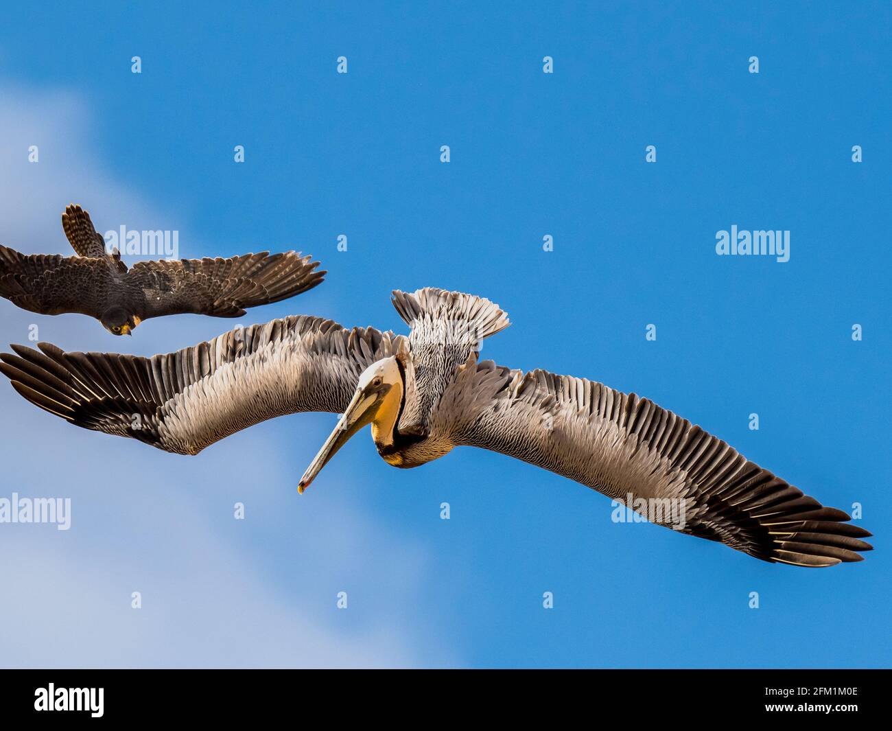 Peregrine Falcon Attacking Pelicans