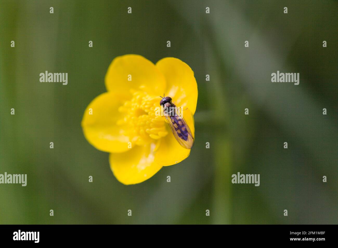 View of a hoverfly settled on a Yellow Buttercup/ Ranunculus bulbosus , Essex, Britain Stock Photo
