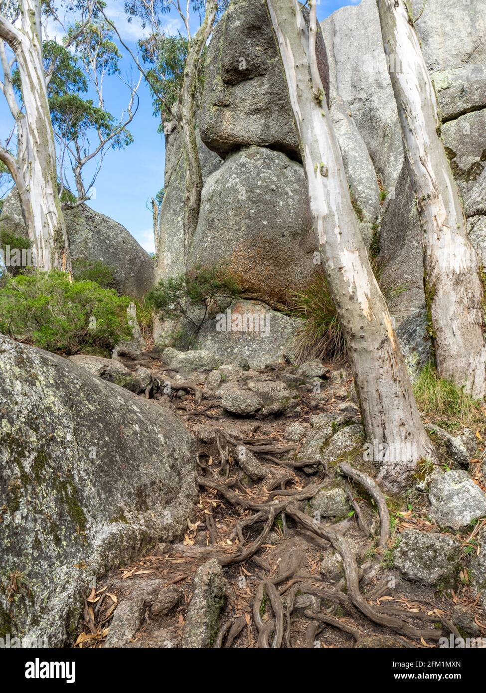 Castle Rock Perth Eucalyptus trees and granite boulders on the Castle Rock Walk Trail ...