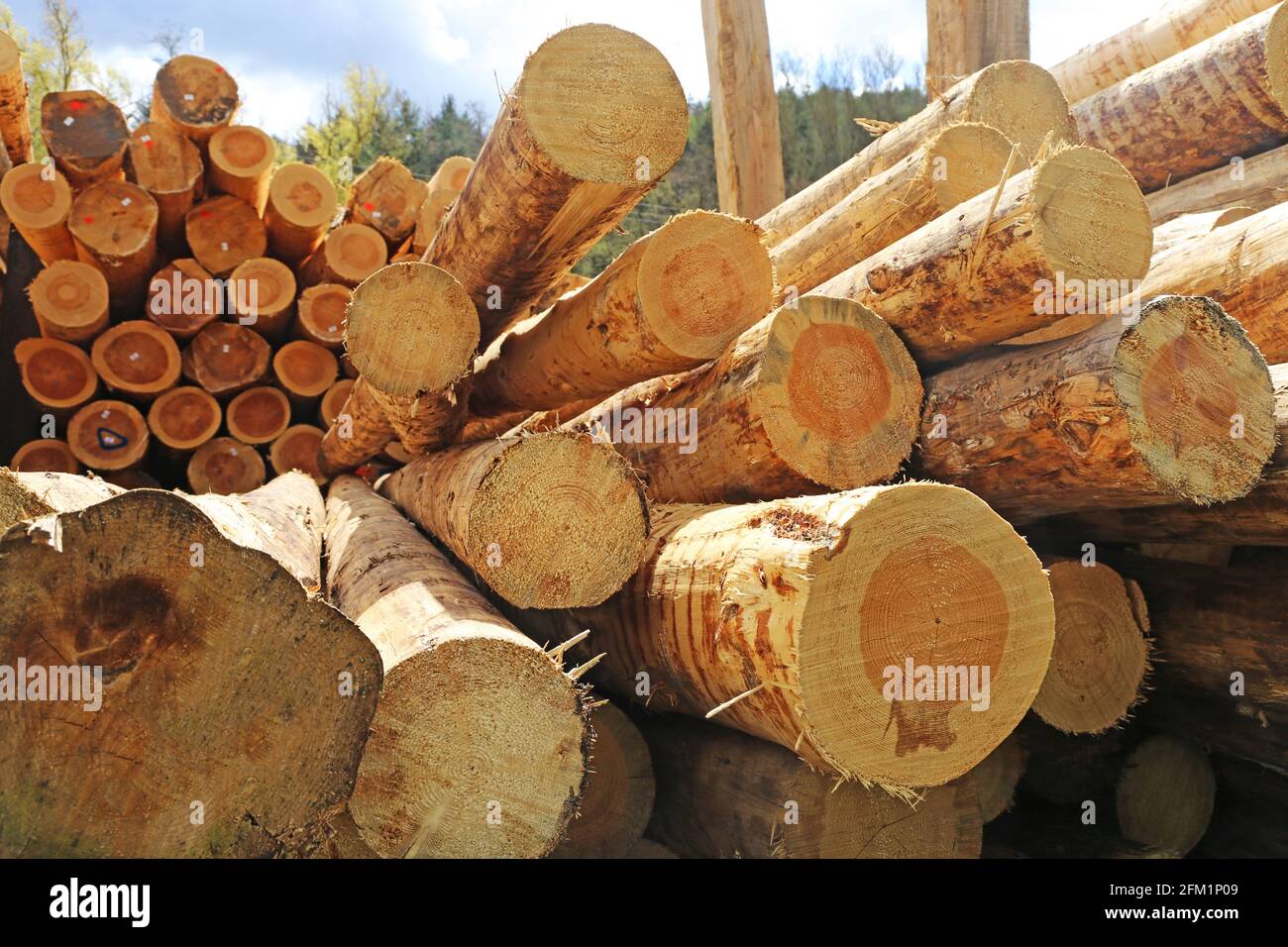 Construction timber in a sawmill in the Palatinate, Germany. Timber