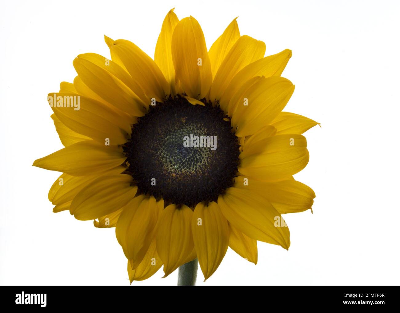 Sunflower head against white background, yellow flower with brown