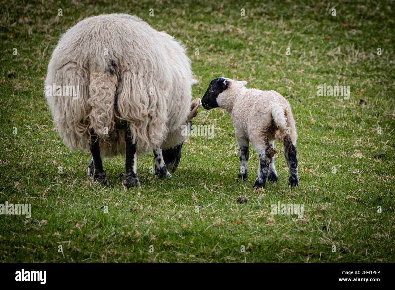 A mother sheep with her new baby lamb Stock Photo - Alamy