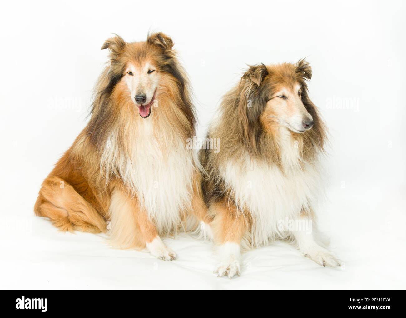 Lassie Dog Images – Browse 174 Stock Photos, Vectors, and Video