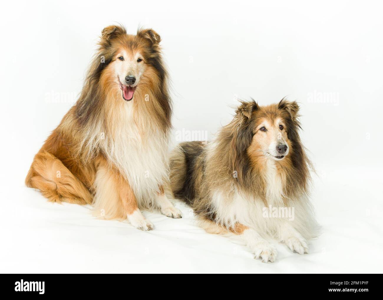 Lassie Dog Images – Browse 174 Stock Photos, Vectors, and Video